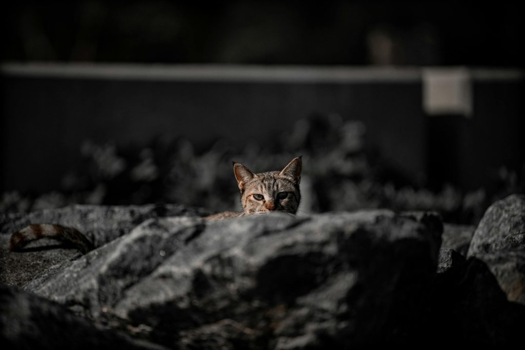 Descubra o Melhor Cartão de Crédito na Bélgica: Comparação de Benefícios e Taxas para 2023 - Como Solicitar Cartão de Crédito Online na Bélgica