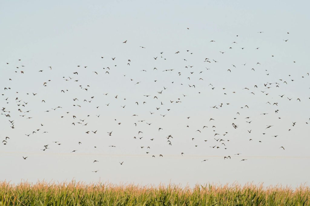 Explorando Cartões de Crédito com Cashback e Milhas Aéreas: As Melhores Opções na Eslováquia - Como Solicitar Cartão de Crédito Online na Eslováquia